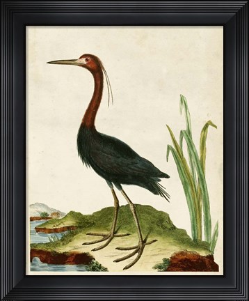 Framed Heron Portrait VI Print