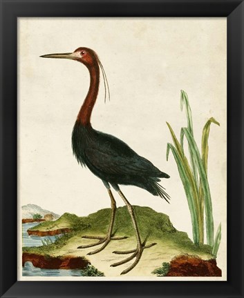 Framed Heron Portrait VI Print