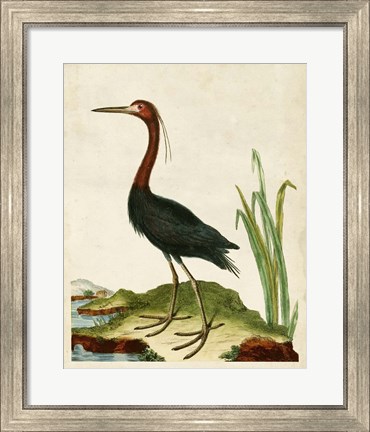 Framed Heron Portrait VI Print
