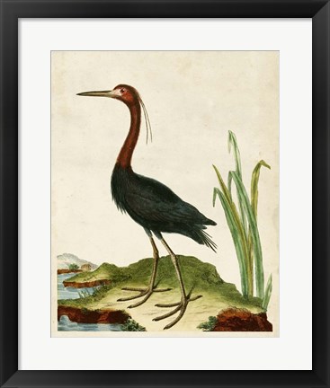 Framed Heron Portrait VI Print