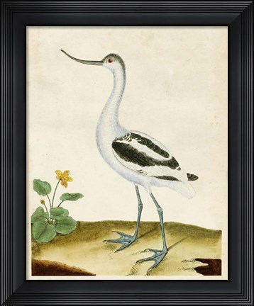 Framed Heron Portrait VIII Print