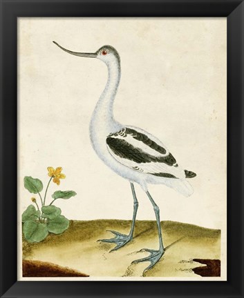 Framed Heron Portrait VIII Print