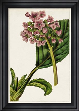 Framed Mauve Botanicals II Print