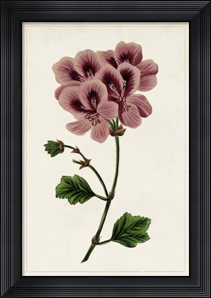 Framed Mauve Botanicals III Print