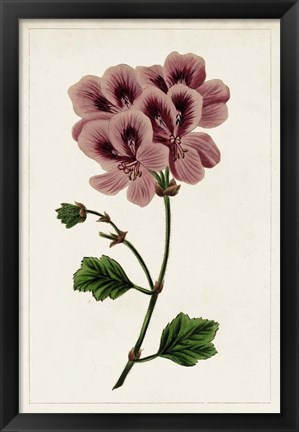 Framed Mauve Botanicals III Print