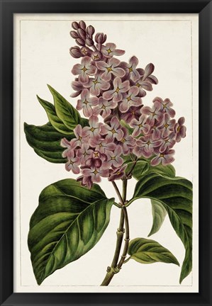 Framed Mauve Botanicals IV Print