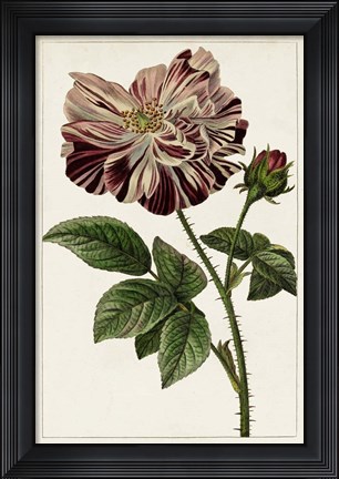 Framed Mauve Botanicals V Print