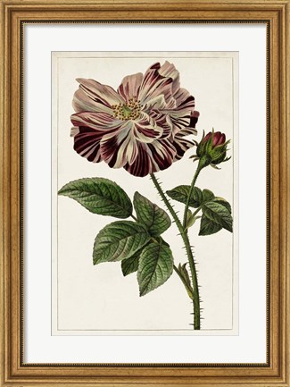 Framed Mauve Botanicals V Print