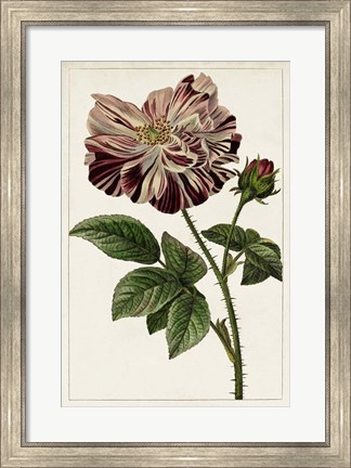 Framed Mauve Botanicals V Print