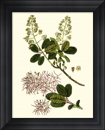 Framed Olive Greenery I Print
