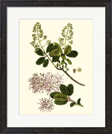Framed Olive Greenery I Print