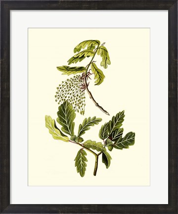 Framed Olive Greenery III Print
