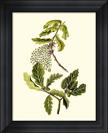 Framed Olive Greenery III Print