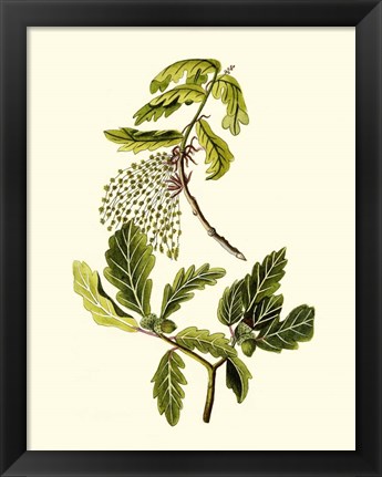 Framed Olive Greenery III Print