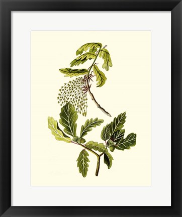 Framed Olive Greenery III Print