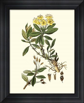 Framed Olive Greenery IV Print