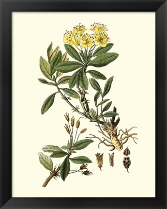 Framed Olive Greenery IV Print