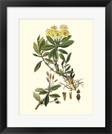 Framed Olive Greenery IV Print