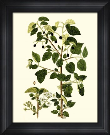 Framed Olive Greenery V Print