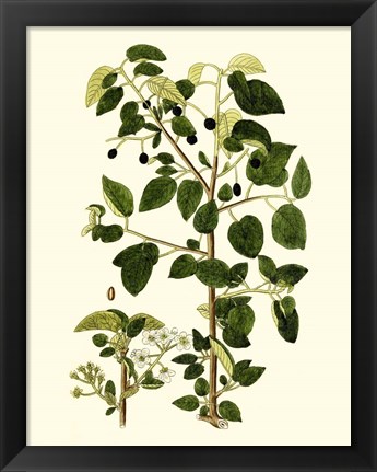 Framed Olive Greenery V Print