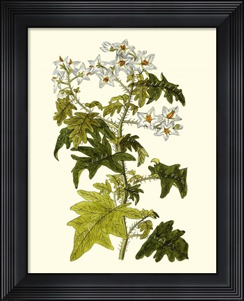 Framed Olive Greenery VI Print
