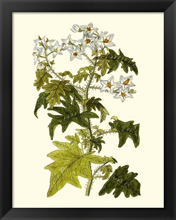 Framed Olive Greenery VI Print