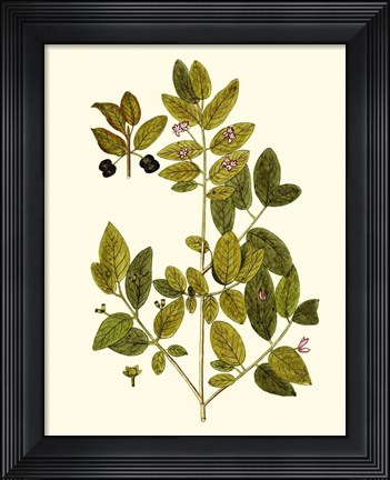 Framed Olive Greenery VII Print