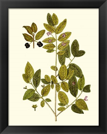 Framed Olive Greenery VII Print