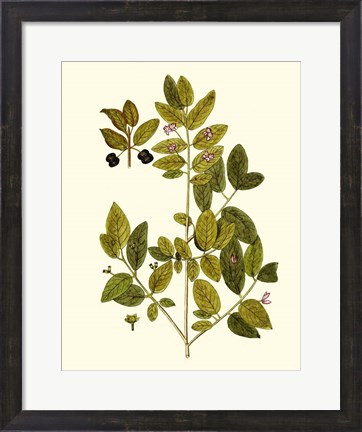 Framed Olive Greenery VII Print