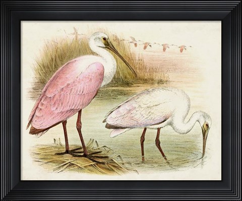 Framed Roseate Spoonbills I Print