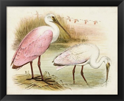 Framed Roseate Spoonbills I Print