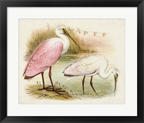 Framed Roseate Spoonbills I Print