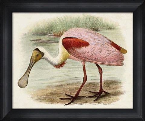 Framed Roseate Spoonbills II Print