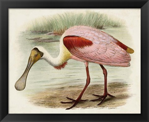 Framed Roseate Spoonbills II Print