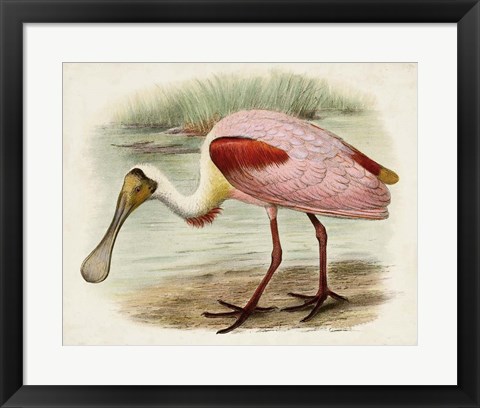 Framed Roseate Spoonbills II Print