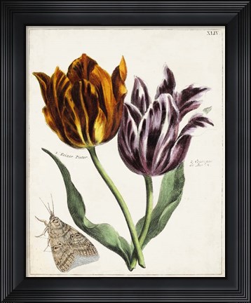 Framed Tulip Classics I Print