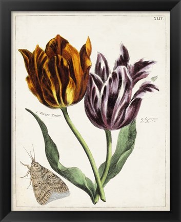 Framed Tulip Classics I Print