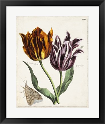 Framed Tulip Classics I Print