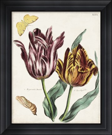 Framed Tulip Classics II Print