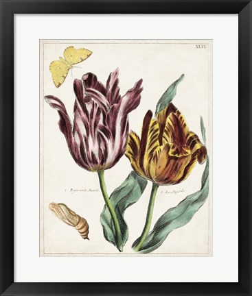 Framed Tulip Classics II Print