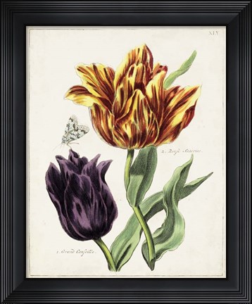 Framed Tulip Classics III Print