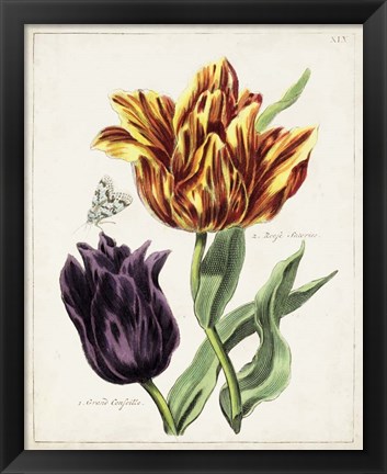 Framed Tulip Classics III Print