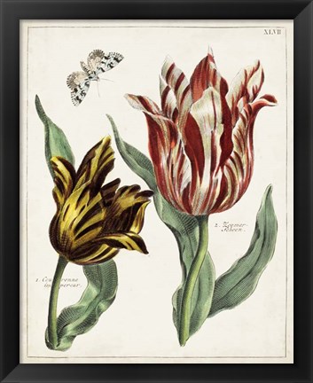 Framed Tulip Classics IV Print