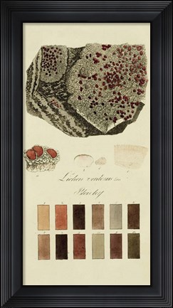 Framed Species of Lichen I Print