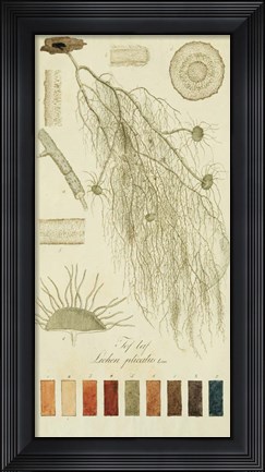 Framed Species of Lichen II Print