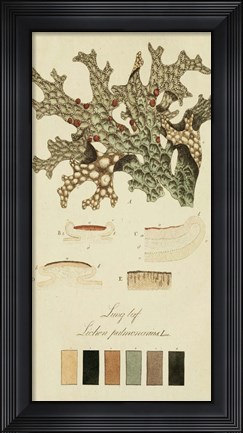 Framed Species of Lichen III Print