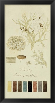 Framed Species of Lichen IV Print