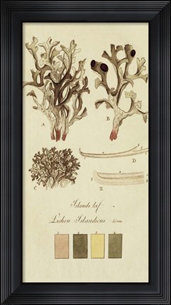 Framed Species of Lichen V Print