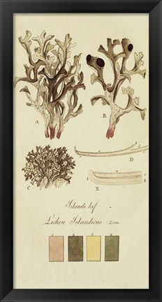 Framed Species of Lichen V Print