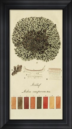 Framed Species of Lichen VI Print